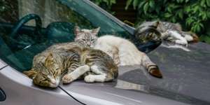 Mengapa Kucing Suka Tidur di Kap Mobil?