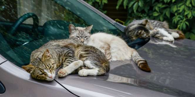 Mengapa Kucing Suka Tidur di Kap Mobil?