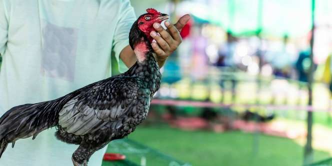 Doa Saat Mendengar Kokok Ayam