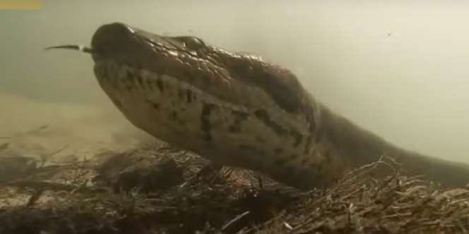 Horor! Asyik Menyelam Malah Jumpa Anaconda Raksasa 