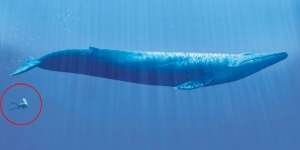 10 Foto Perbandingan Ini Ungkap Banyak Fakta yang Bikin Takjub