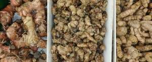 Jahe Merah, Kunyit, dan Temulawak Diburu Warga, Harga Lebih Mahal dari Ayam!