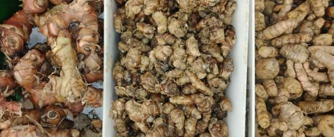 Jahe Merah, Kunyit, dan Temulawak Diburu Warga, Harga Lebih Mahal dari Ayam!