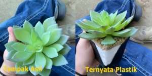 Disiram Tiap Hari Selama Dua Tahun, Ternyata Tanaman Plastik