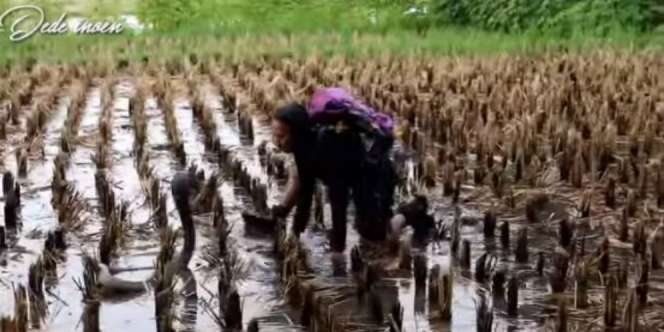 Video Menegangkan Penangkapan King Cobra Penghuni Makam Keramat
