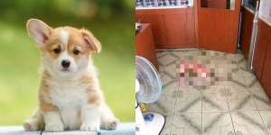 Anak Anjing Nge-Prank Majikan, Dikira Mati Berlumur Darah, Eh Ternyata...