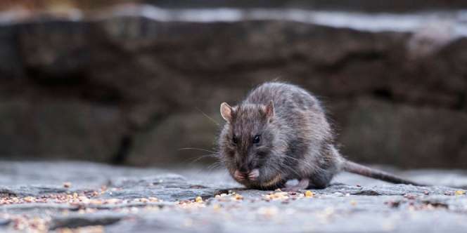 Belum Reda Wabah Virus Corona, Seorang Warga China Tewas Akibat Hantavirus
