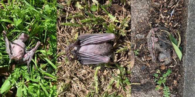 Fenomena Misterius, Banyak Kelelawar Mati Berjatuhan di Israel