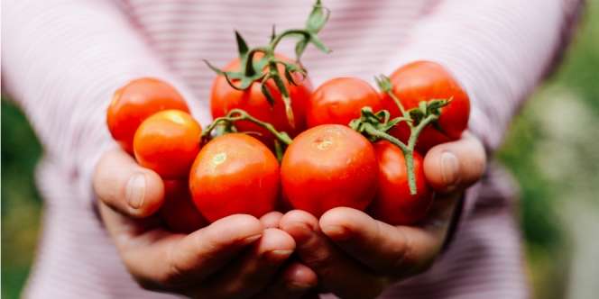 Deretan Tomat Terbaik di Dunia, Rasanya Begitu 'Mewah'