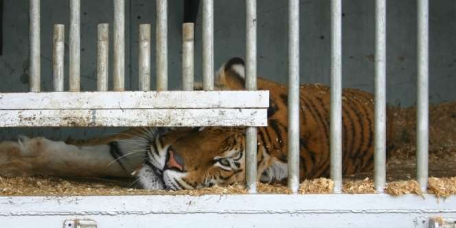 Harimau dari Asia Jadi Hewan Pertama di AS Positif Tertular Virus Corona