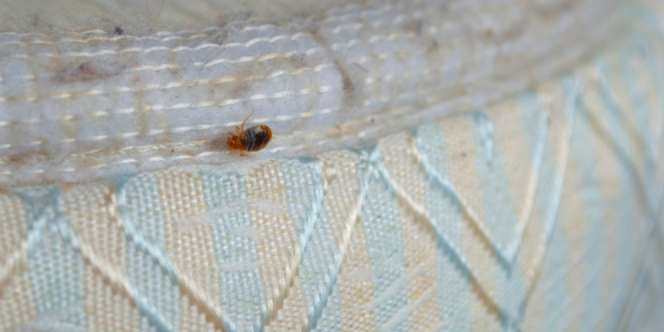 Hati-hati! Serangga Ini Mengintaimu dari Kabin Taksi Online