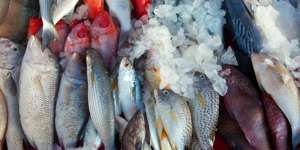 Tak Perlu ke Pasar, Cara Belanja Ikan Segar dan Aman di Tengah Wabah Corona