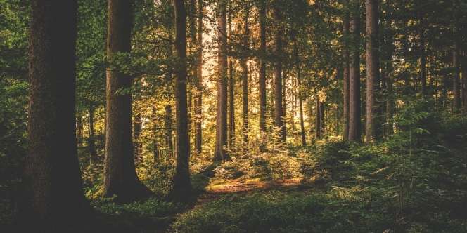 Hindari Virus Corona, Satu Keluarga Sembunyi di Hutan