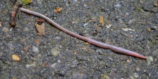 Fenomena Aneh di Solo, Ribuan Cacing Mendadak Keluar dari Tanah