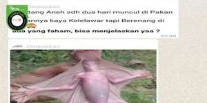 Geger Foto Viral Hewan Aneh di Pekanbaru, Ini Faktanya