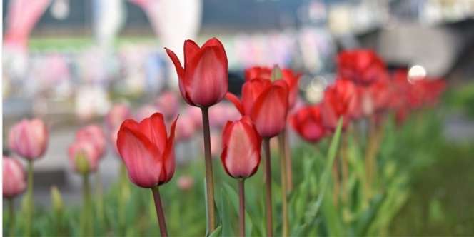 Wisatawan Tetap Datang Saat Pandemi, Jepang Potong 800 Ribu Bunga Tulip