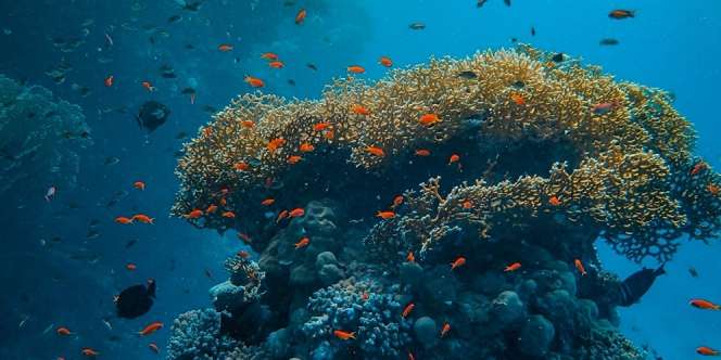 Dasar Laut Jadi `Tambang Harta Karun` Baterai Listrik?