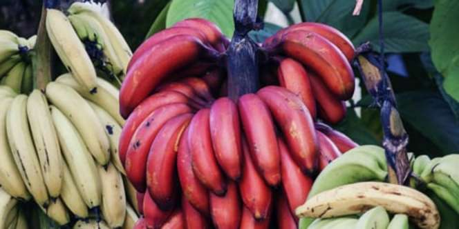 Ternyata Ada Pisang Merah yang Rasanya Disebut Mirip Raspberry