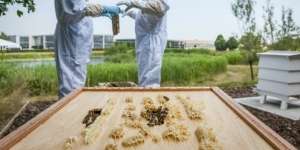 Nggak Cuma Mobil, Rolls Royce Produksi Madu Eksklusif dan `Mevvah`