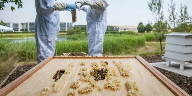 Nggak Cuma Mobil, Rolls Royce Produksi Madu Eksklusif dan `Mevvah`