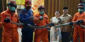 Ngeri! Ular Sanca 3,5 Meter Ditemukan di Bawah Keramik Rumah Warga Cipayung