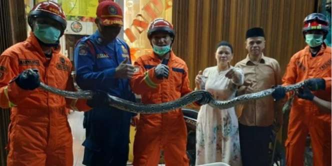 Ngeri! Ular Sanca 3,5 Meter Ditemukan di Bawah Keramik Rumah Warga Cipayung