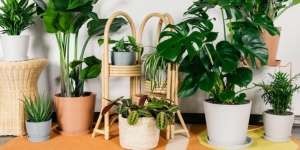 3 Tips Penting Merawat Tanaman Agar Tak Mudah Layu dan Mati