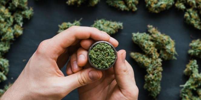 Ilmuwan Klaim Ganja Bisa Mencegah Pertumbuhan Virus Corona