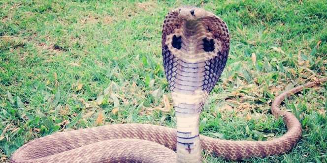 Takut Mas Kawin Diambil Lagi, Suami Bunuh Istri Pakai Ular Kobra