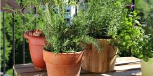 Pilih Material Pot yang Pas untuk Tanaman Kesayangan