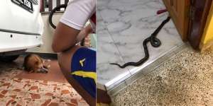 Lindungi Majikan, Anjing Mati Setelah Duel Lawan Ular Berbisa