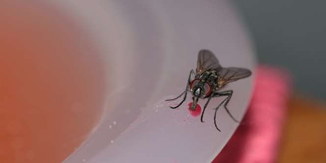 8 Cara Mencegah Makanan Dikerubungi Lalat dengan Bahan Alami