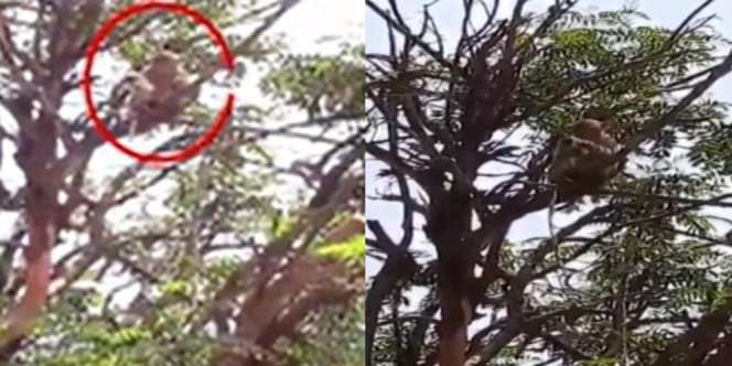 Monyet Curi Sampel Darah Pasien Diduga Covid-19, Warga Ketakutan