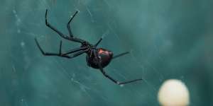 3 Bocah Nyaris Tewas Disengat Laba-Laba Gara-Gara Ingin Jadi Spider-Man