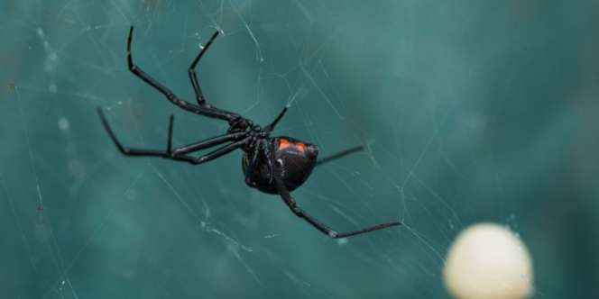 3 Bocah Nyaris Tewas Disengat Laba-Laba Gara-Gara Ingin Jadi Spider-Man