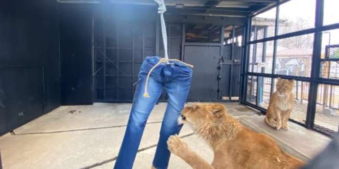 Celana Jeans Robek Dicabik-cabik Singa, Dijual Rp9 Jutaan