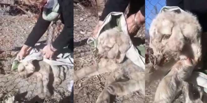Geger Domba Mutan, Berkepala 2 Punya 3 Telinga