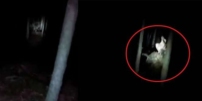 Dengar Suara Aneh di Semak-semak Tengah Malam, Saat Dicek Ada Sosok Putih Seram