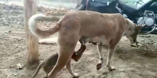 Heboh Anjing Asuh dan Susui Anak Monyet yang Ditinggal Mati Induknya