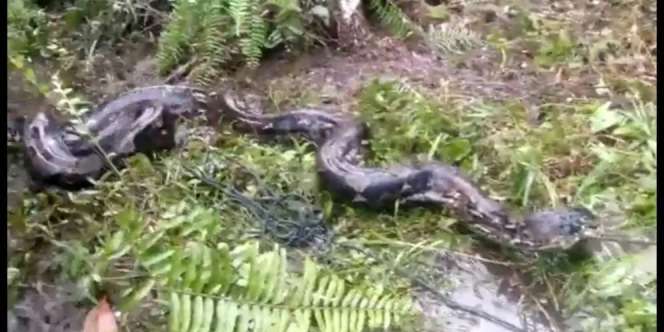 Saat Mandi, Mawi Injak Sepasang Ular Piton Seukurang Tiang Listrik