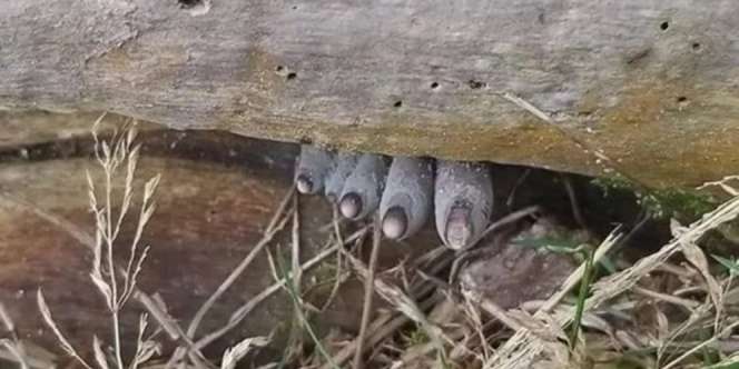 Penampakan Menyeramkan di Bawah Kayu Ini Bikin Bergidik