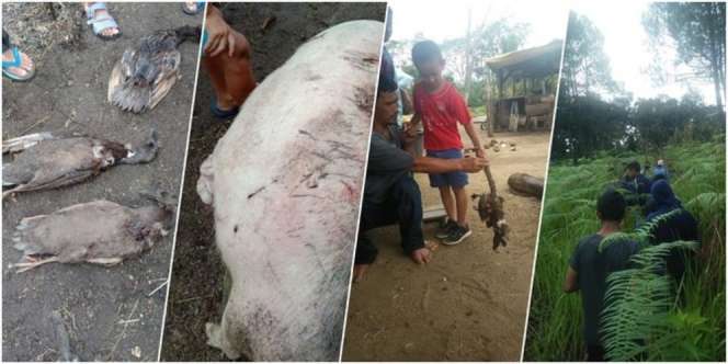 Viral Kematian Misterius Hewan Ternak di Tapanuli, Darah Seperti Dihisap