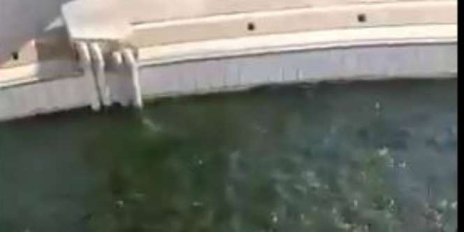 Viral Kolam Renang di Bogor Sepi Pengunjung Diubah Jadi Kolam Lele
