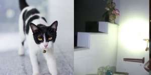 Penghuni Takut! Kucing Mengeong Tiap Jam 3 Pagi Sambil Menatap Sudut Ruang Tamu