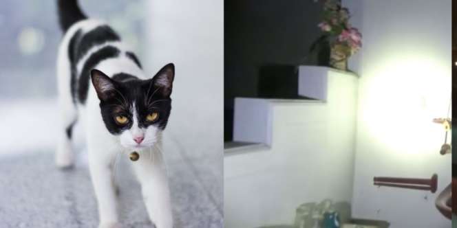Penghuni Takut! Kucing Mengeong Tiap Jam 3 Pagi Sambil Menatap Sudut Ruang Tamu