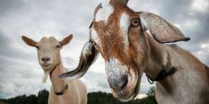 Duh! Ambulans Desa Dipakai Angkut Kambing, Bupati Berang