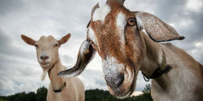 Duh! Ambulans Desa Dipakai Angkut Kambing, Bupati Berang