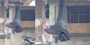 Warga Geger, Ada Kelelawar Sebesar Anak Manusia Menggantung di Depan Rumah
