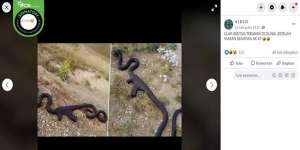 Viral Ular Telan Senjata AK-47, Begini Faktanya