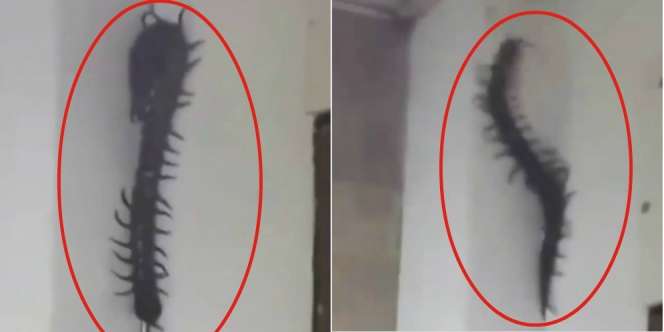 Viral Video Kelabang Sebesar Ular Piton Nemplok di Tembok, Bikin Jantungan